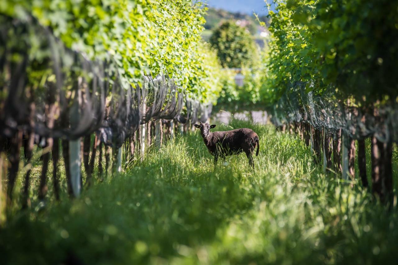 Lochererhof Apartment Appiano Sulla Strada Del Vino Luaran gambar